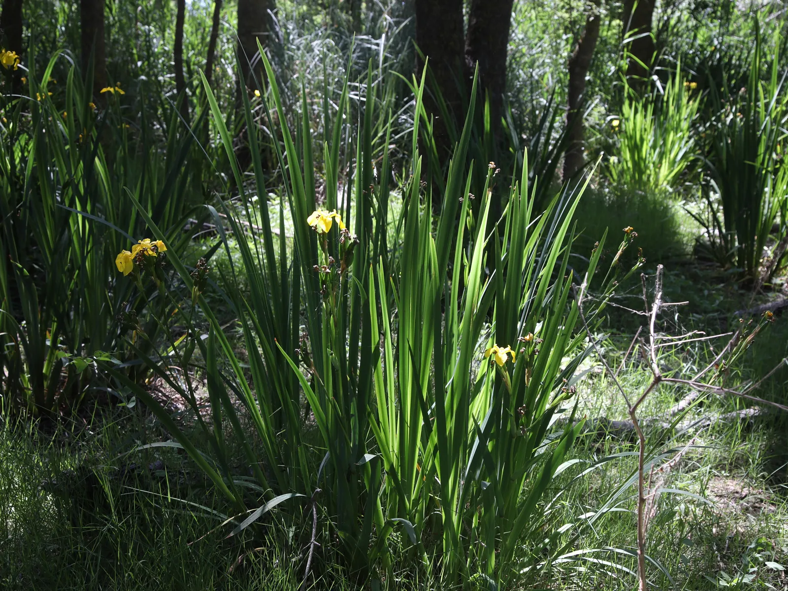Il Bosco Pantano e l'oasi WWF delle tartarughe marine, Policoro (Basilicata)