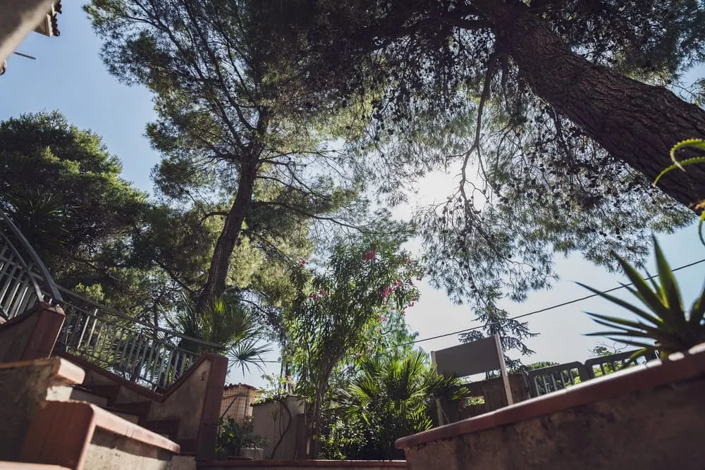 Giardino e pineta